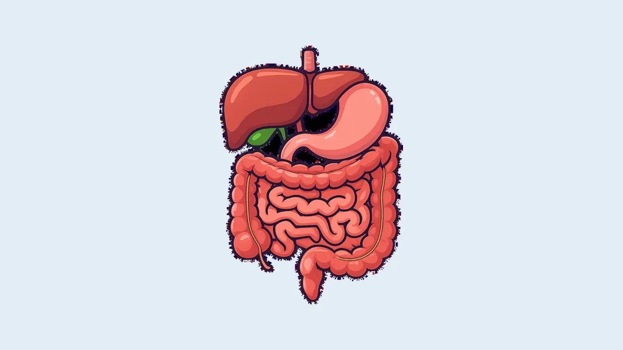 Illustration of the digestive tract, one of the systems affected by cystic fibrosis.